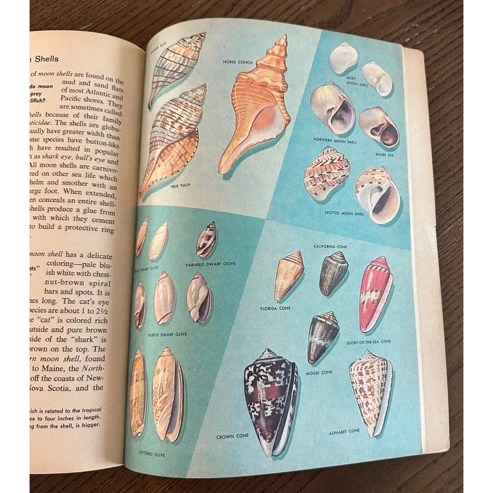 Vintage How & Why Wonder Book of Sea Shells Softcover Retro Nature Illustration